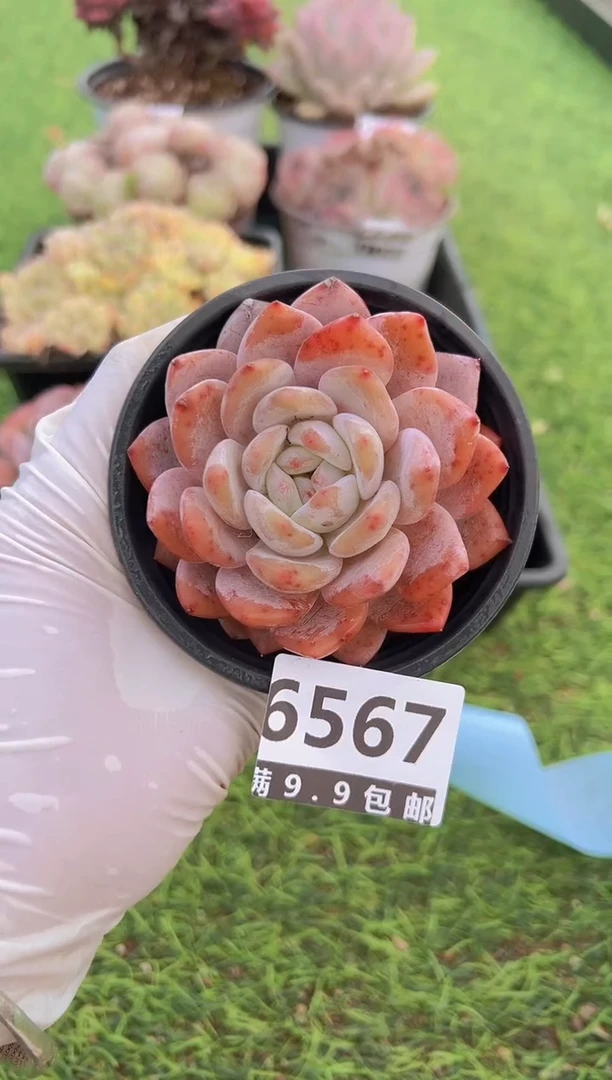 【闪购商品】信福多肉一物一拍