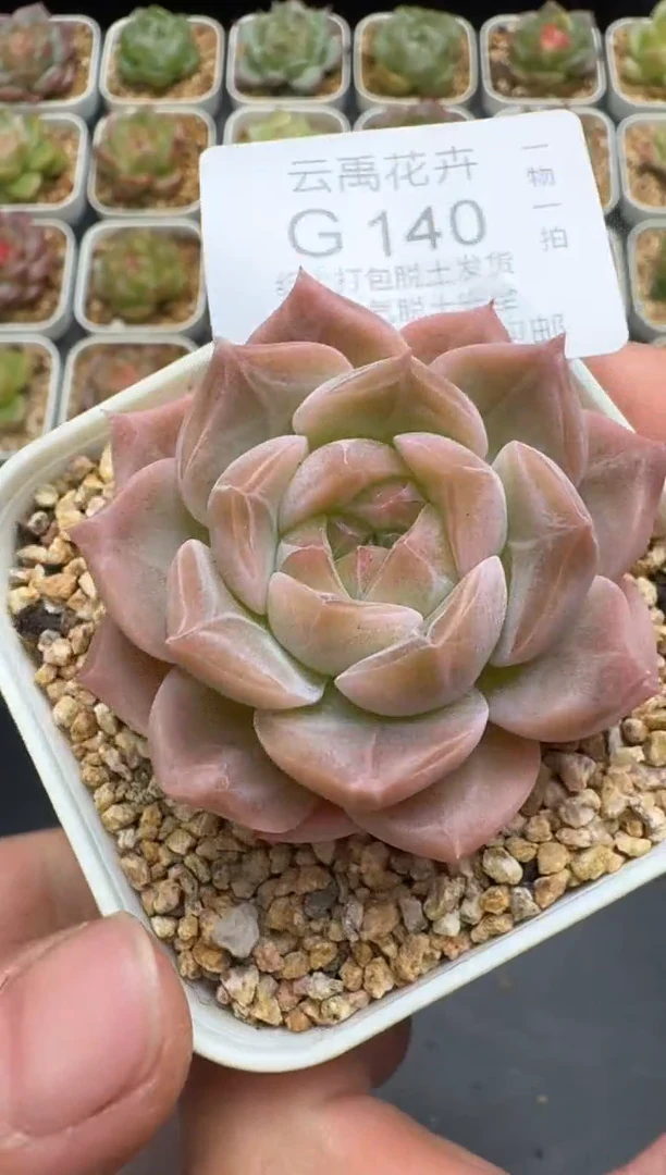 140G云禹多肉植物 脱土纸巾打包 3颗包邮
