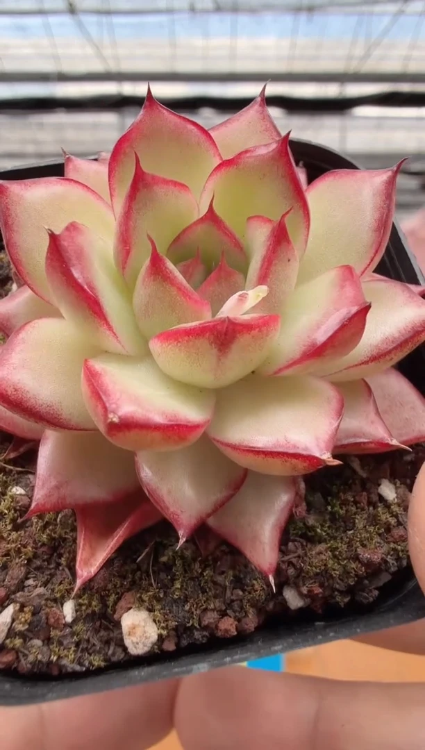 东云多肉园二店-05