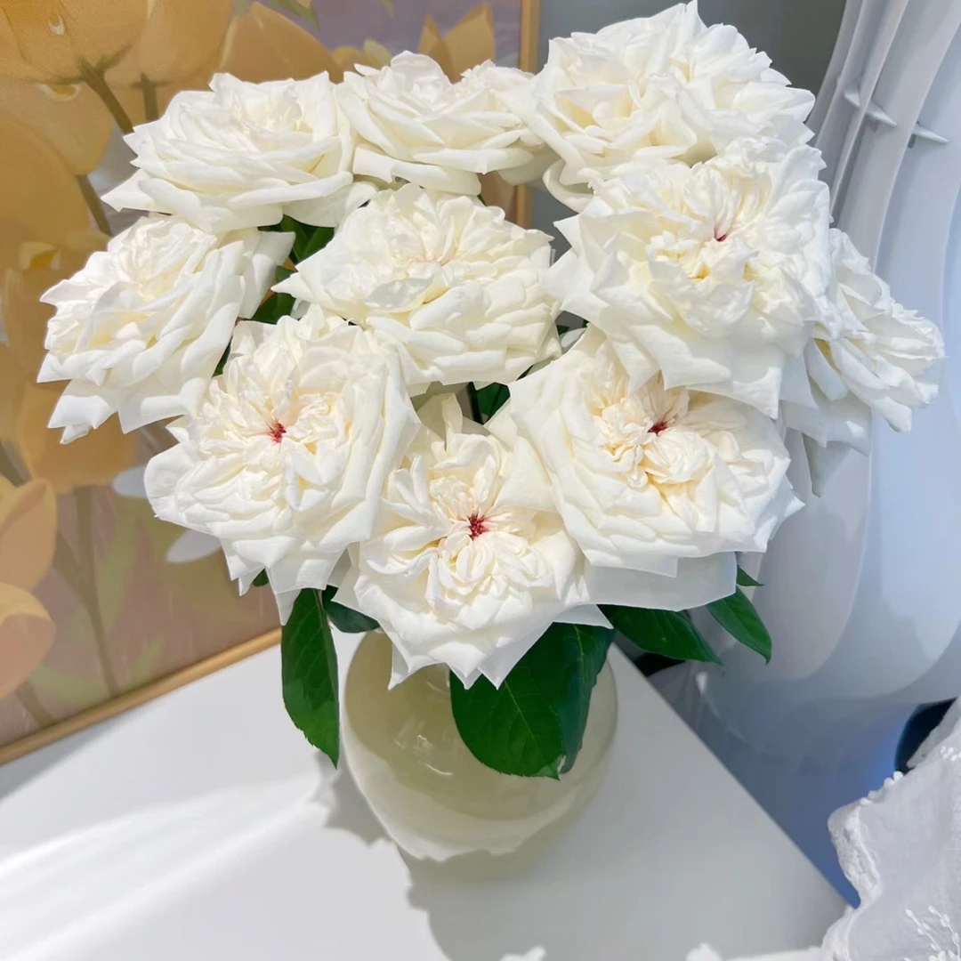 （白荔枝-单头玫瑰）玫瑰云南基地直发生活鲜花