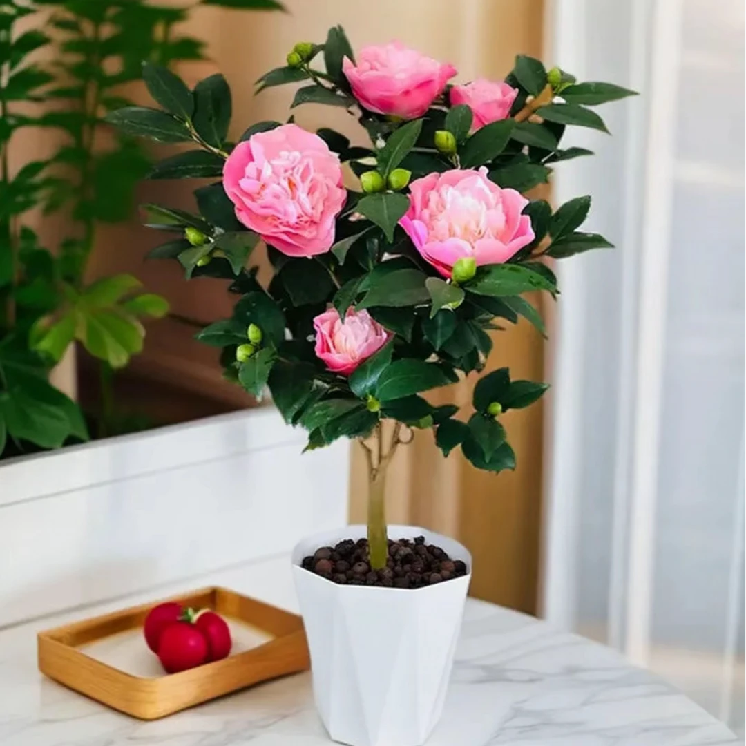 【送白盆】香妃山茶花原土带花苞发室内外开花植物