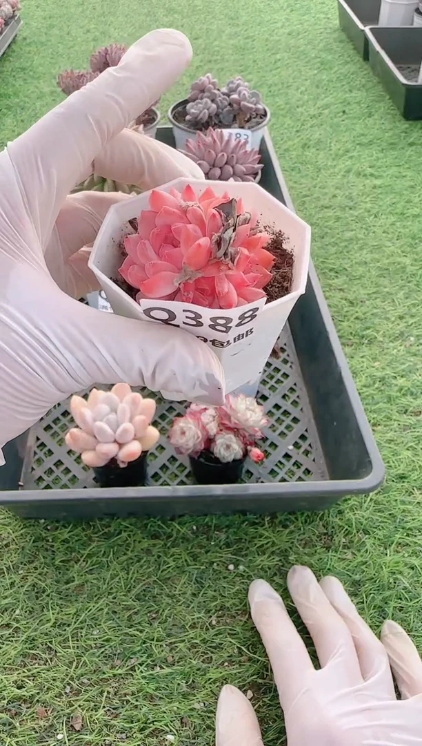 【闪购商品】梦会多肉一物一拍