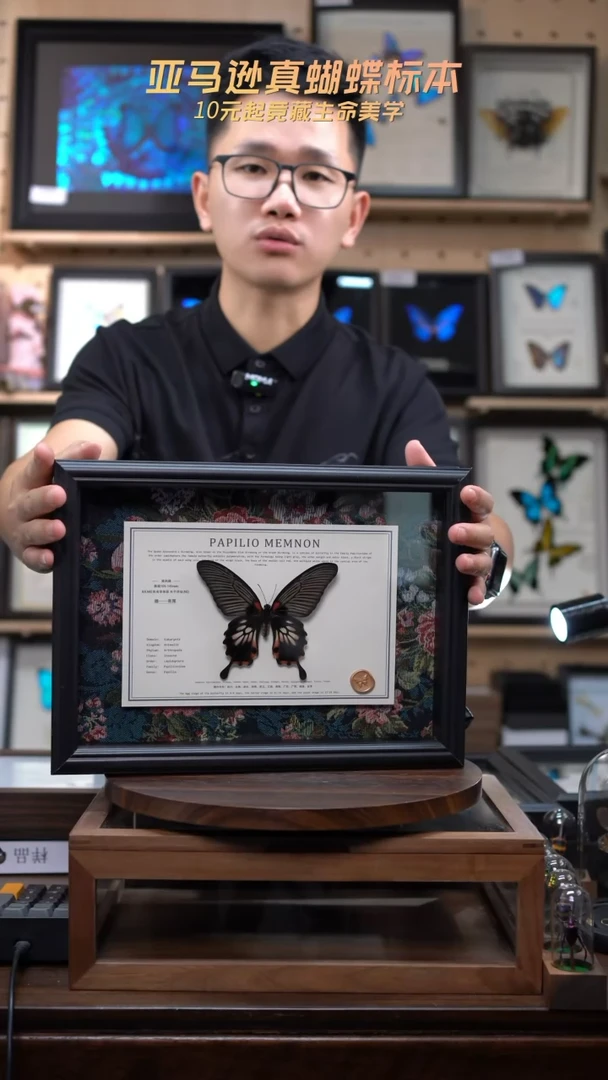 美凤蝶雌蝶带尾新版本花布底横版