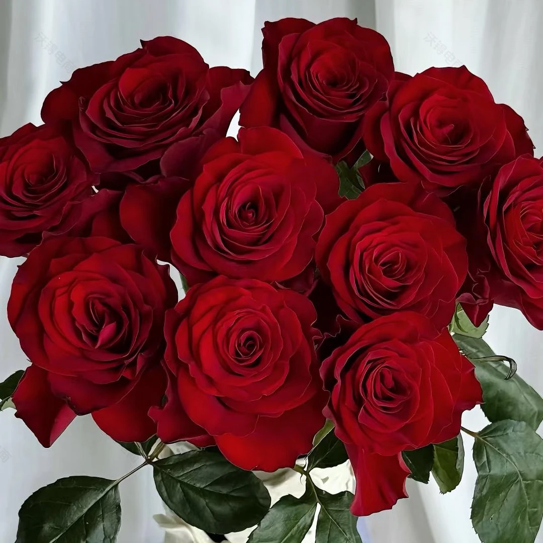 【高原红10支】全场鲜花任意满两单升级冷链加配草 三单送花瓶