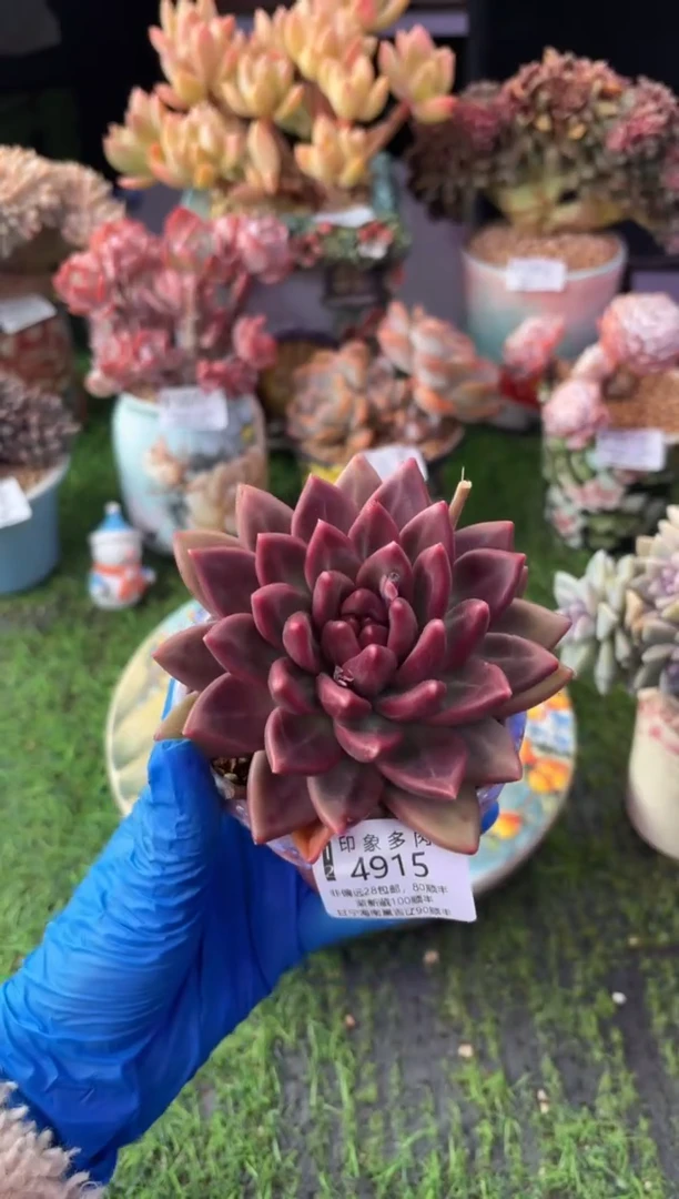 昆明印象多肉4915