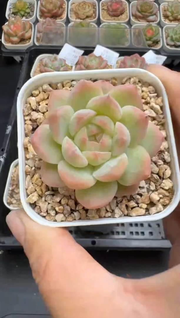 206H云禹多肉植物 带盆土纸巾打包 当天拍3颗包邮