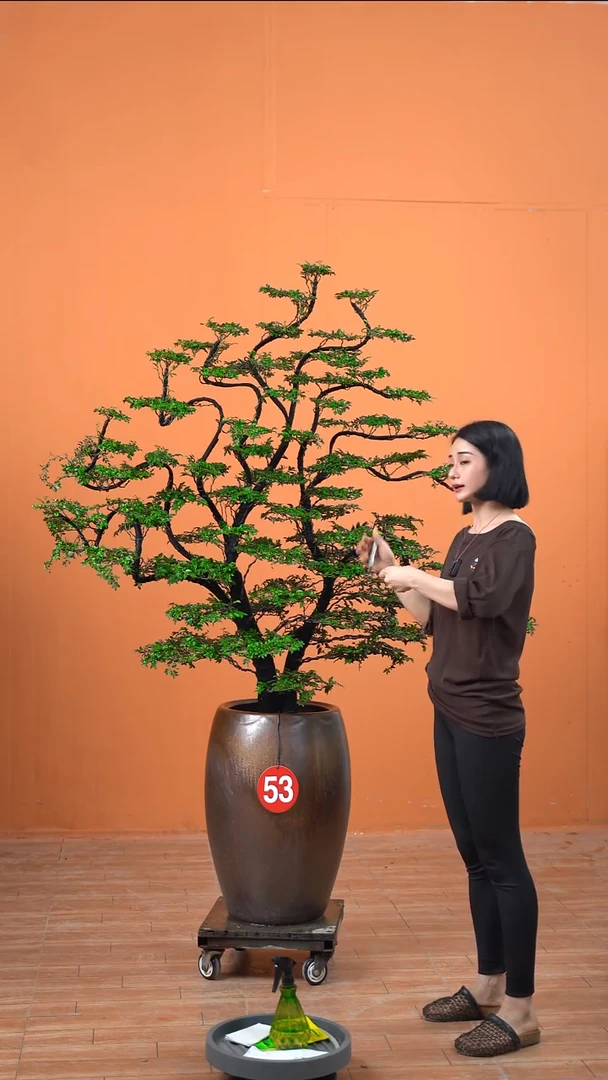 无花朵黄*一广东小叶紫檀