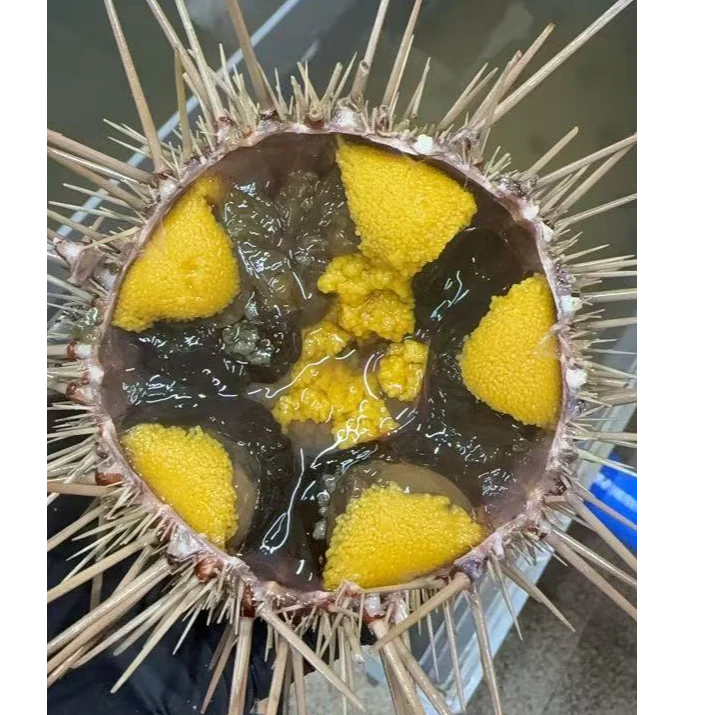 特大号大连旅顺黄金胆一斤5-6只全国包邮