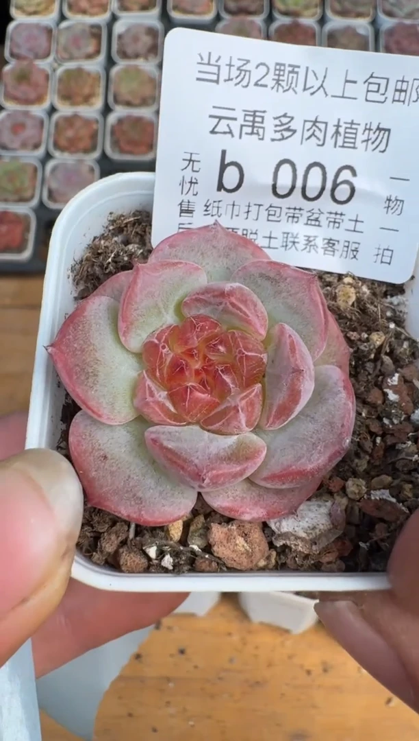 006b珍妮多肉(5.5cm杯）一物一拍 带盆土发