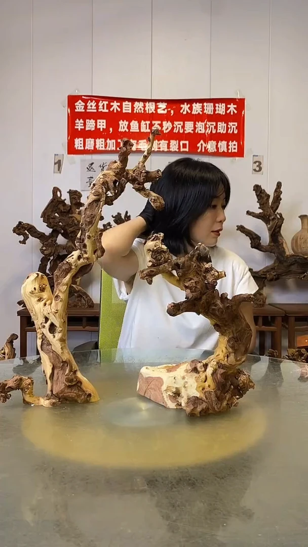香榧木菡**芦金丝红木   羊蹄甲2