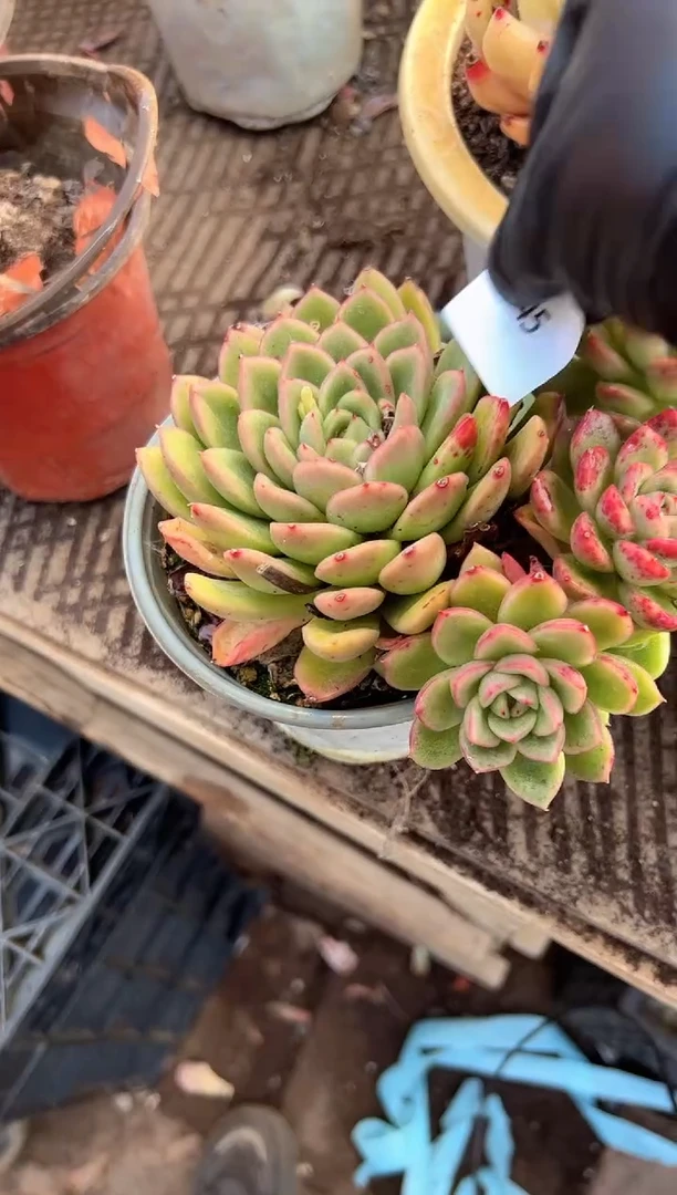 幸*草多肉植物一物一拍23345