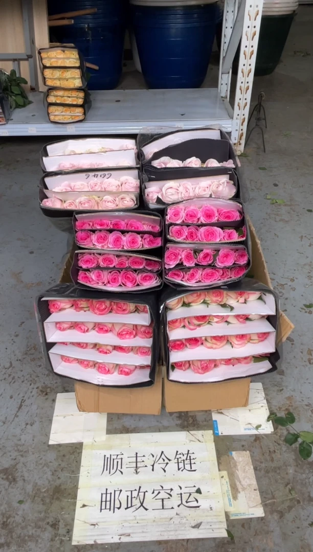 艾沙20枝+洛神20枝+粉红20枝