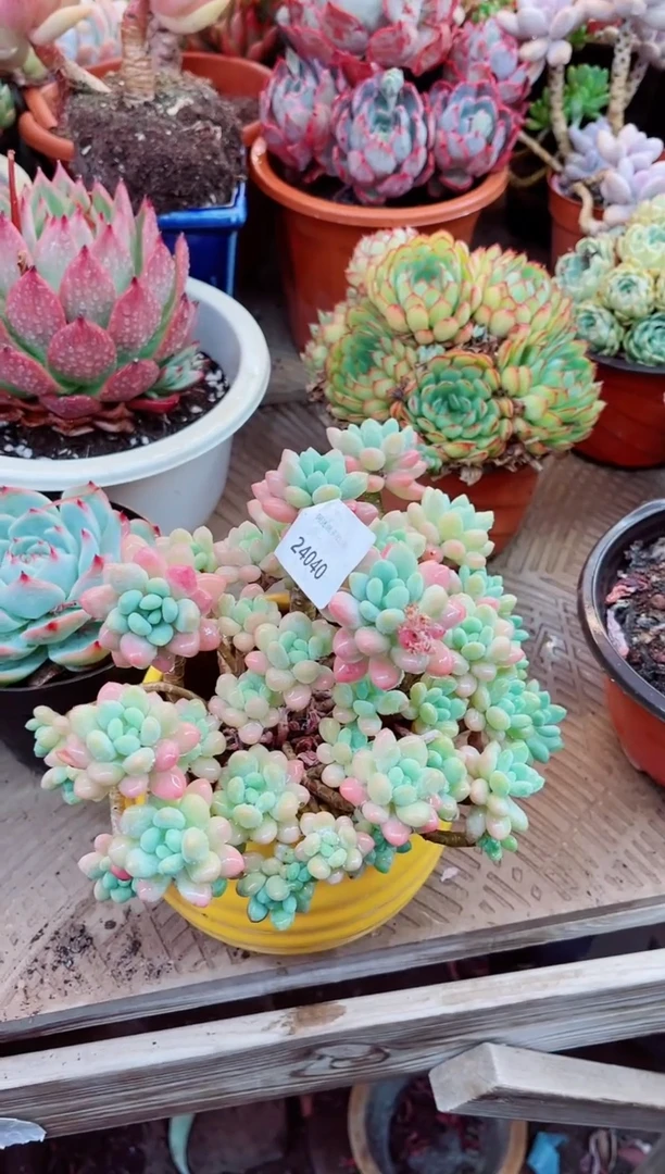24040多肉植物一物一拍