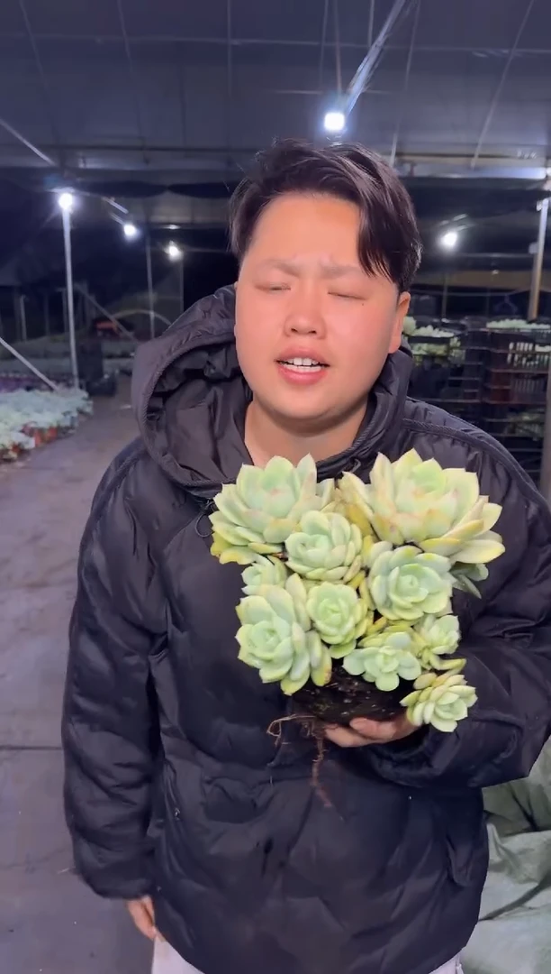 新货多头恋曲  5