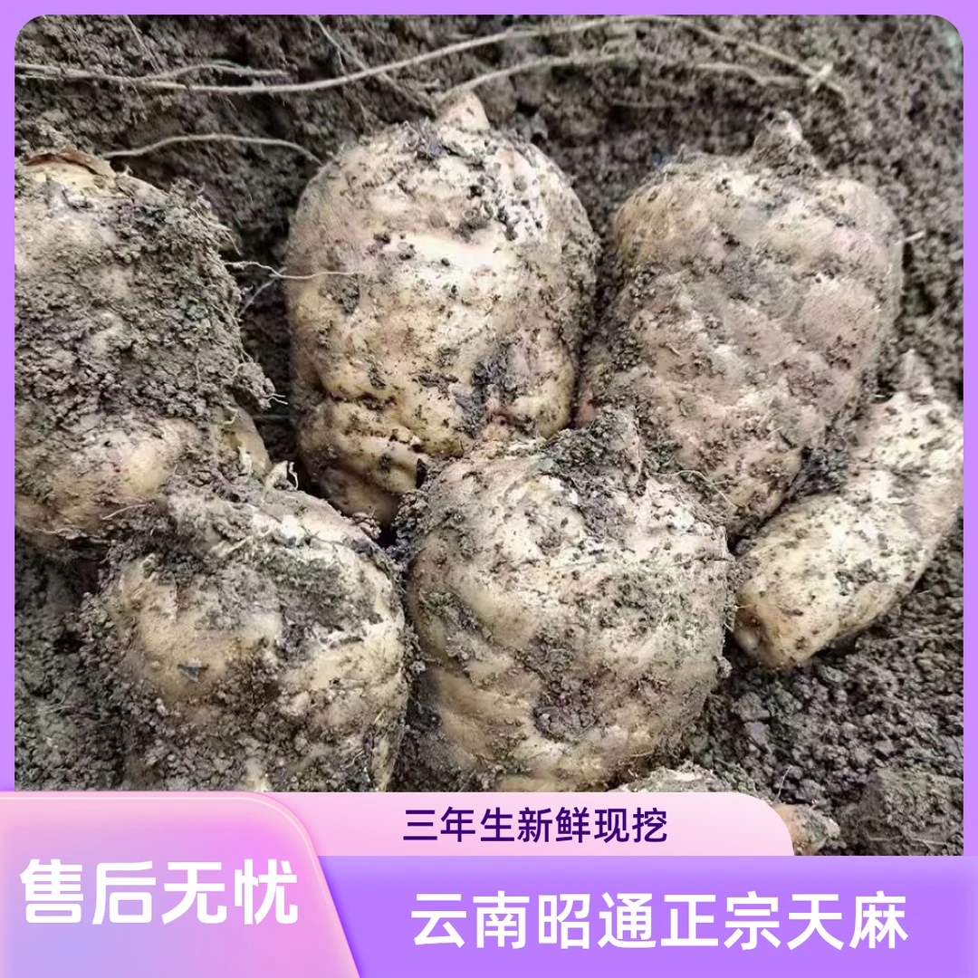 三年生新鲜现挖生长新鲜云南昭通正宗云南昭通小草坝天麻