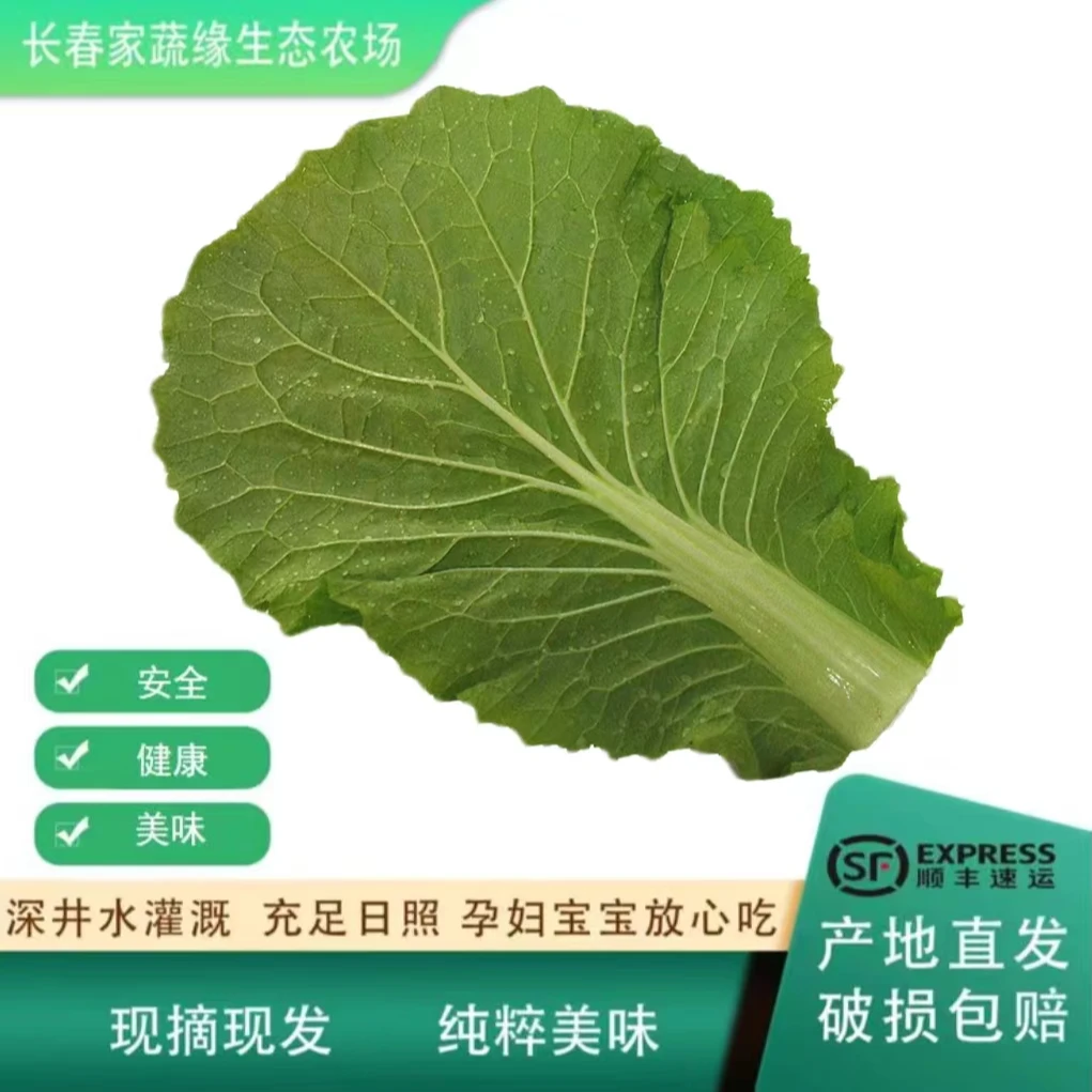 东北打包叶20片赠香菜小葱酱顺丰包邮家蔬缘自产健康美味