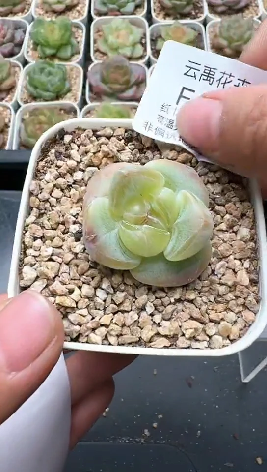 690F云禹多肉植物 默认脱土纸巾打包 3颗包邮