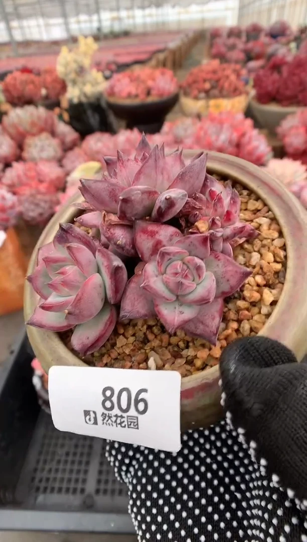 806拉糖缀多肉植物一物一拍