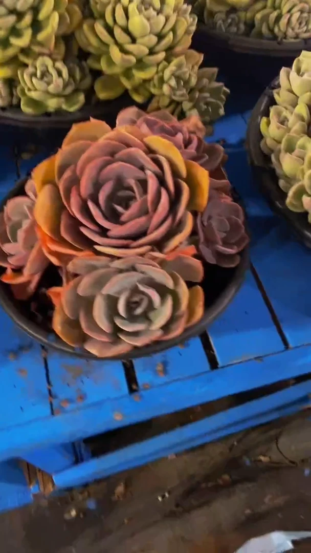 【闪购商品】1247尘埃