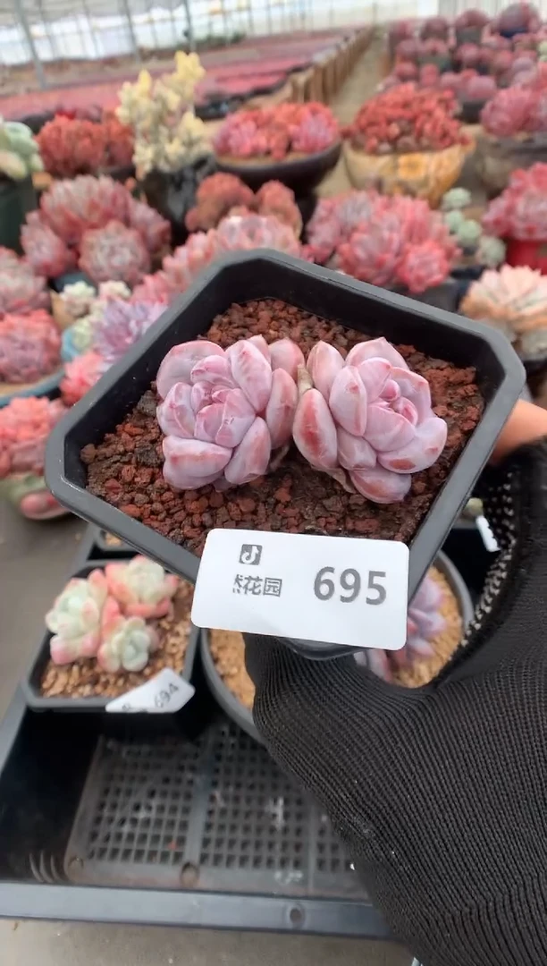 695石榴籽星影一物一拍多肉植物