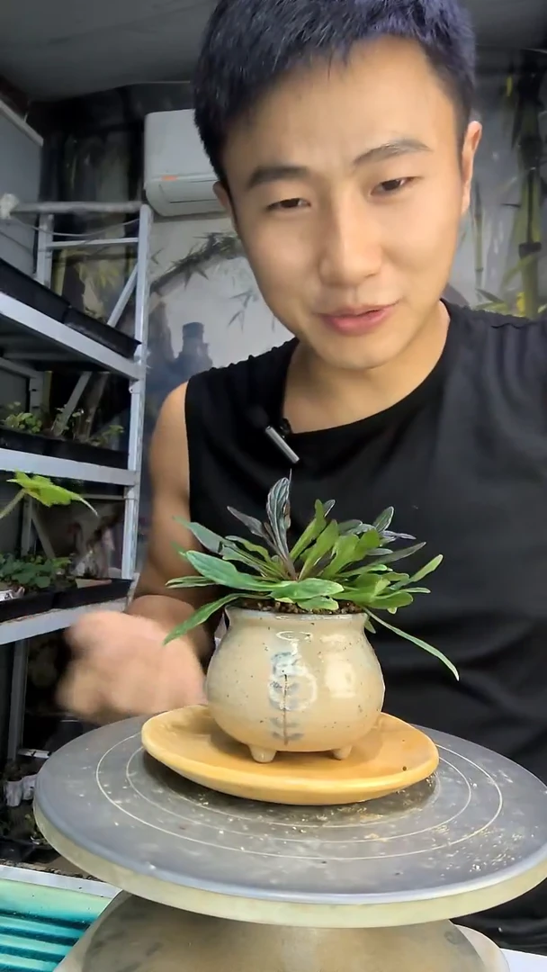 石*中青园艺一物一拍261