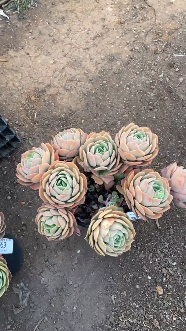 【闪购商品】1560桃花坞