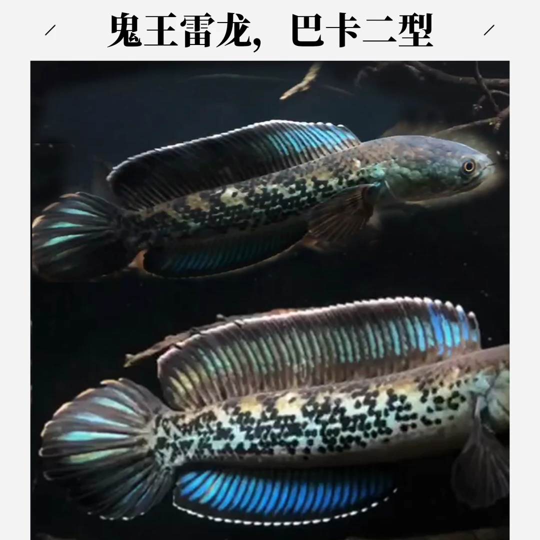 鬼王雷龙鱼巴卡二型凶猛淡水鱼中大型雷龙观赏鱼活体