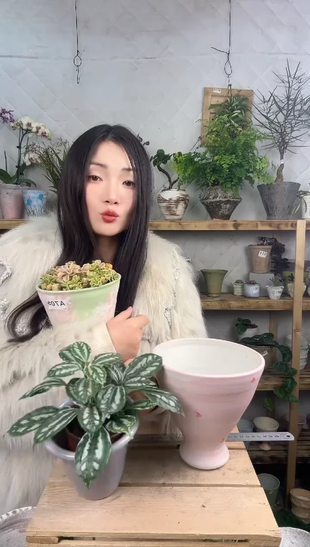 无花朵849冷水花加盆一套