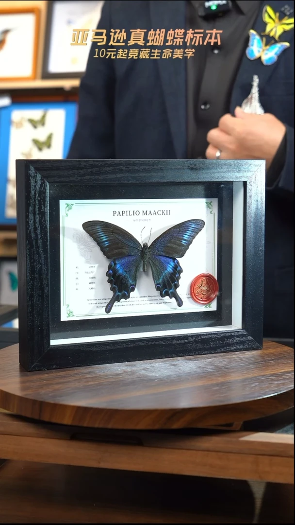 绿带翠凤蝶夏型8寸黑框国风版