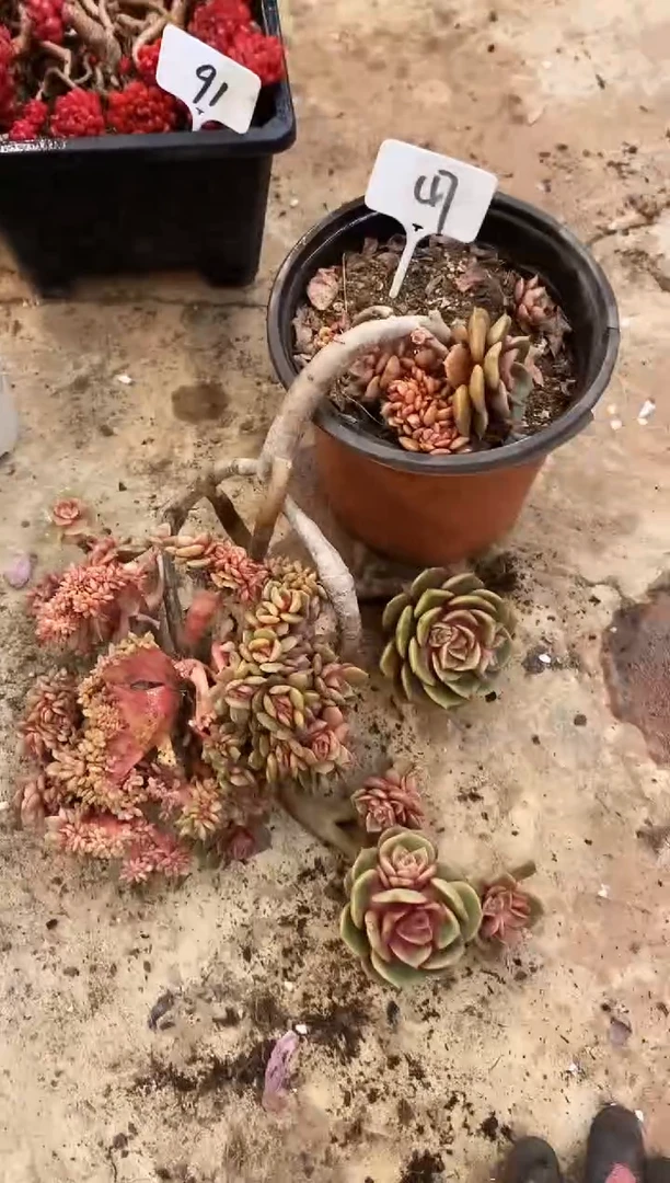 【闪购商品】47号￥42