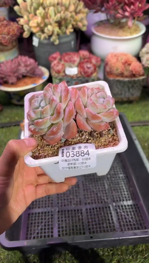 【闪购商品】03884