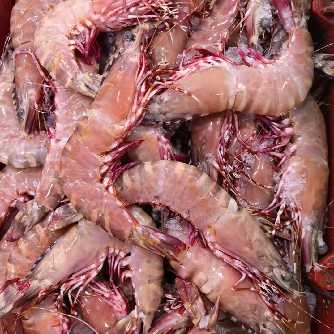 红爪花斑节虾 【直播现称】 福建厦门 顺丰冷运