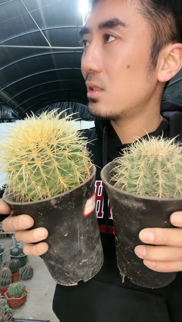 【闪购商品】小狂虎加红心虎