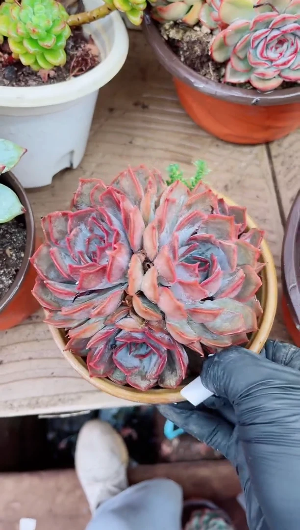 看****牛02066多肉植物一物一拍