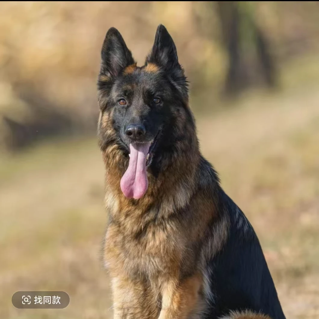 【大俊家•黑狼与德牧】宠物活体狗德国牧羊犬