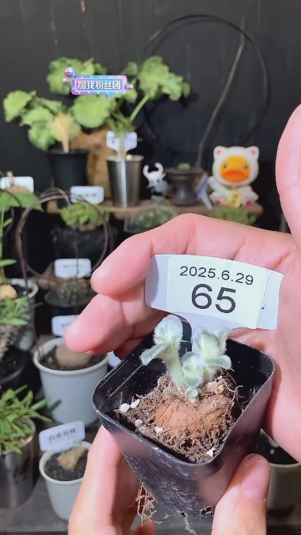 65号629福利断崖女王