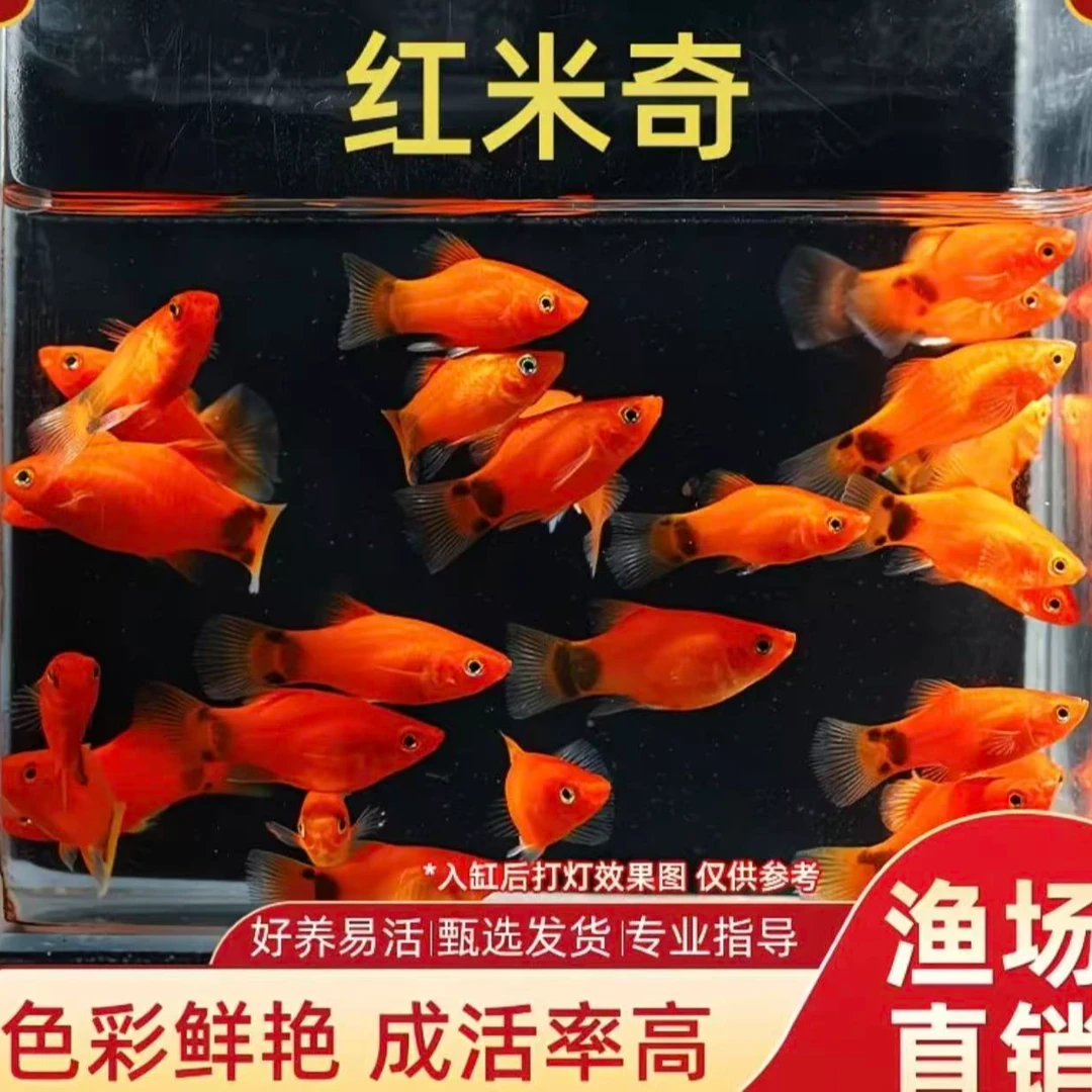 【福利】米奇胎生小型热带观赏鱼清洁油膜鱼缸除藻清洁鱼