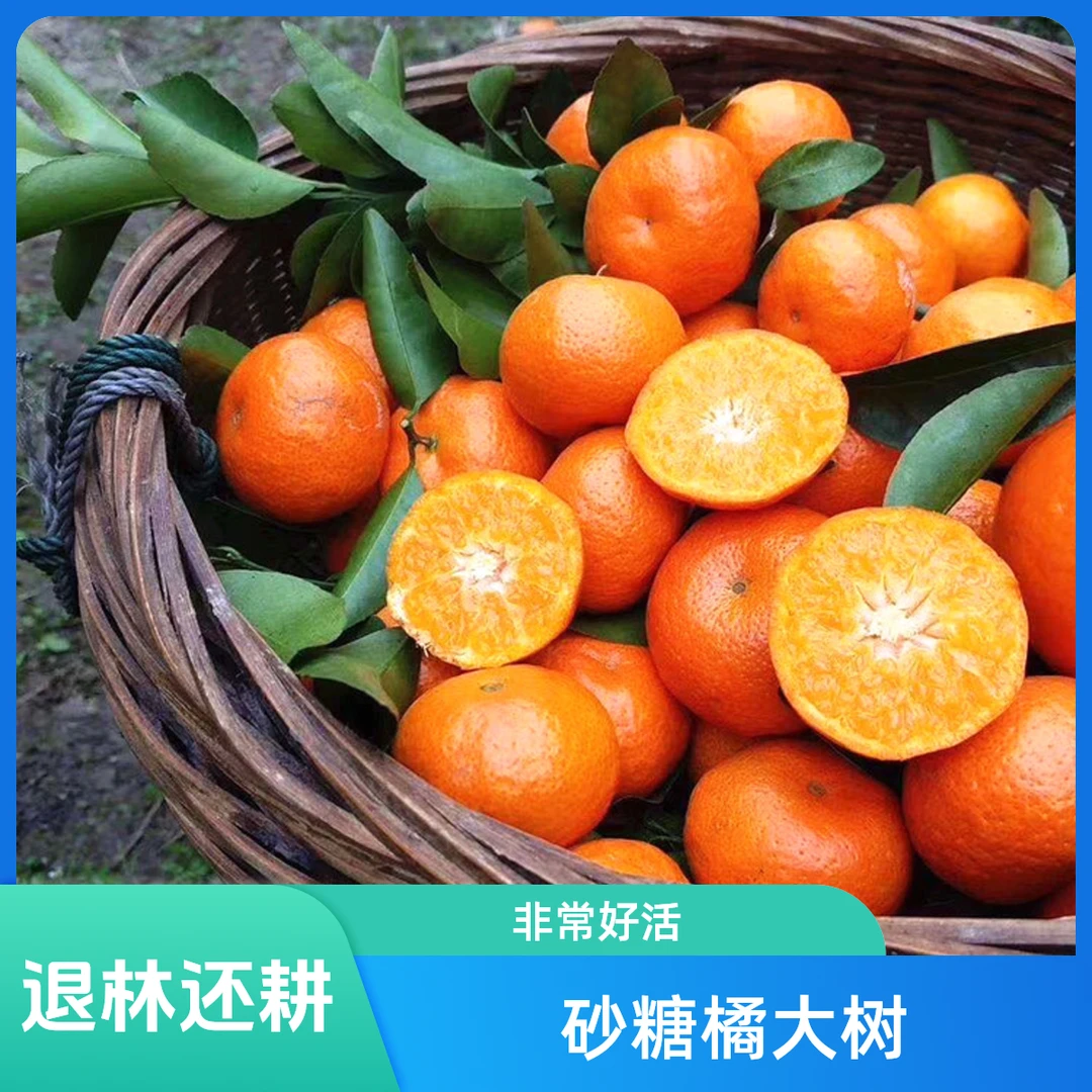 退林还耕 腾土清园 福利大树 砂糖橘丰产期结果大苗 新鲜现挖好