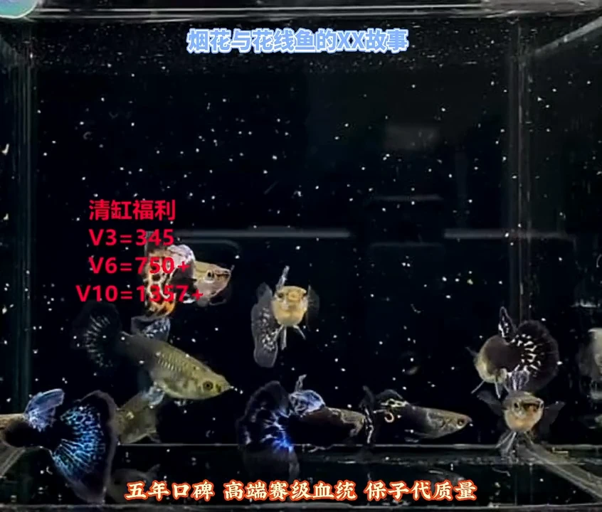 孔雀鱼新改青花瓷过程鱼3对加备损