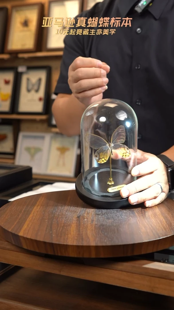 黄晶眼蝶小号玻璃罩