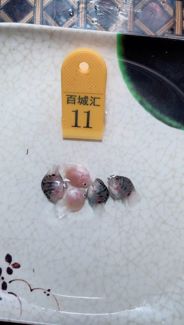 鹦鹉鱼摩卡胭脂苗5条