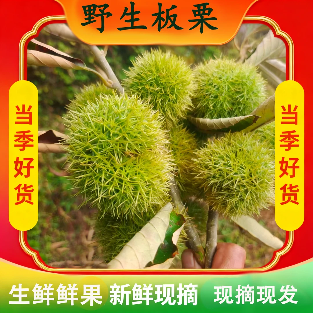 新鲜2025现摘板栗不带刺球发货生吃脆甜煮熟粉面香糯好剥皮