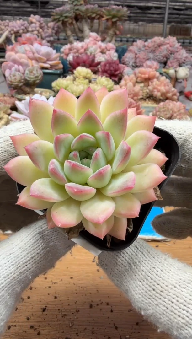 东云多肉园三店-253