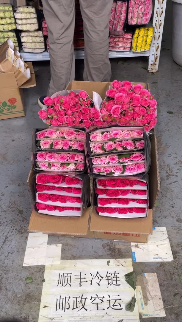 佛洛依德20枝+洛神20枝+苏菲10枝