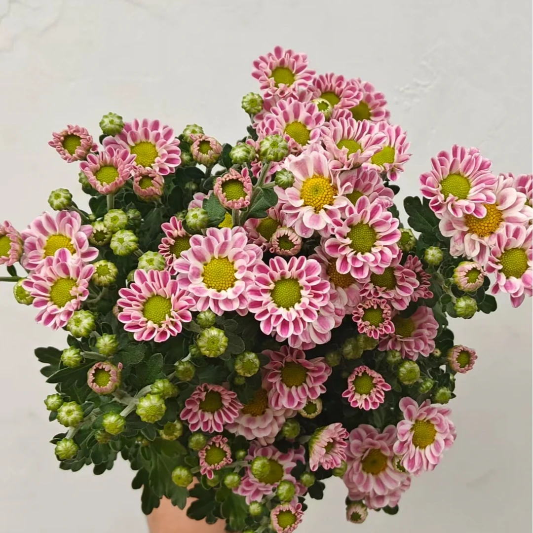 鲁一尼小雏菊带话带花苞盆栽花耐寒耐热新手易养花期长多季节复花