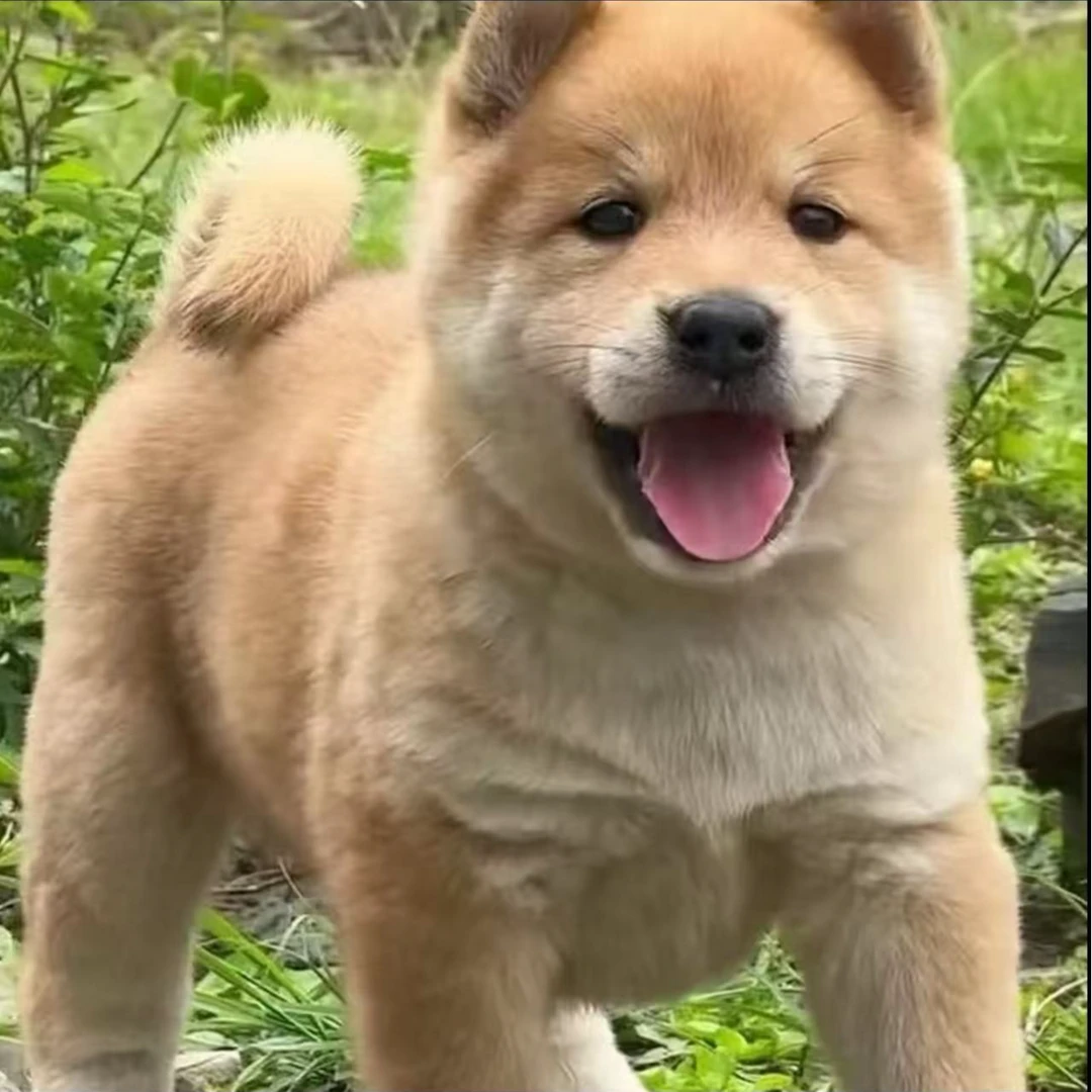 【广西农养小韦】—正宗中华田园犬土松（一物一拍）广西专车发货