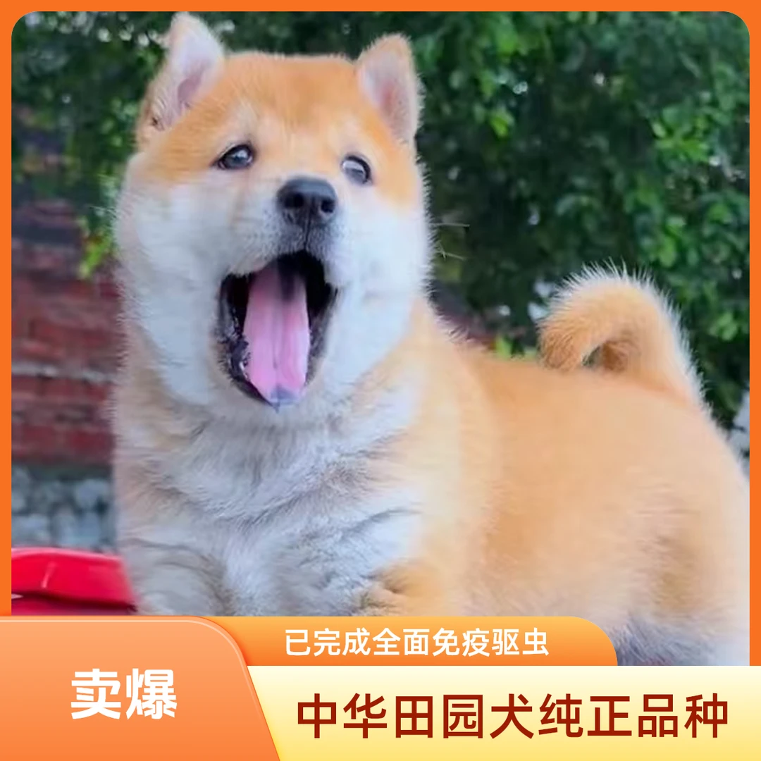 8月份广东发货中华田园犬-黄狗白面、五黑、五红、土松以及山牛红、铁包金、蓝精灵、虎斑等