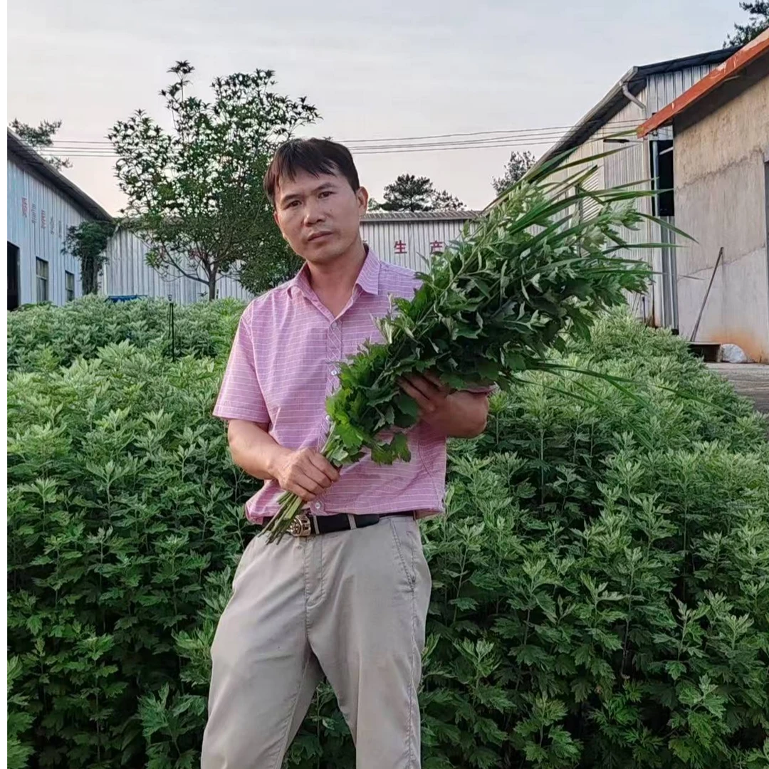 端午限定！天然艾草花束，驱蚊祈福氛围感拉满