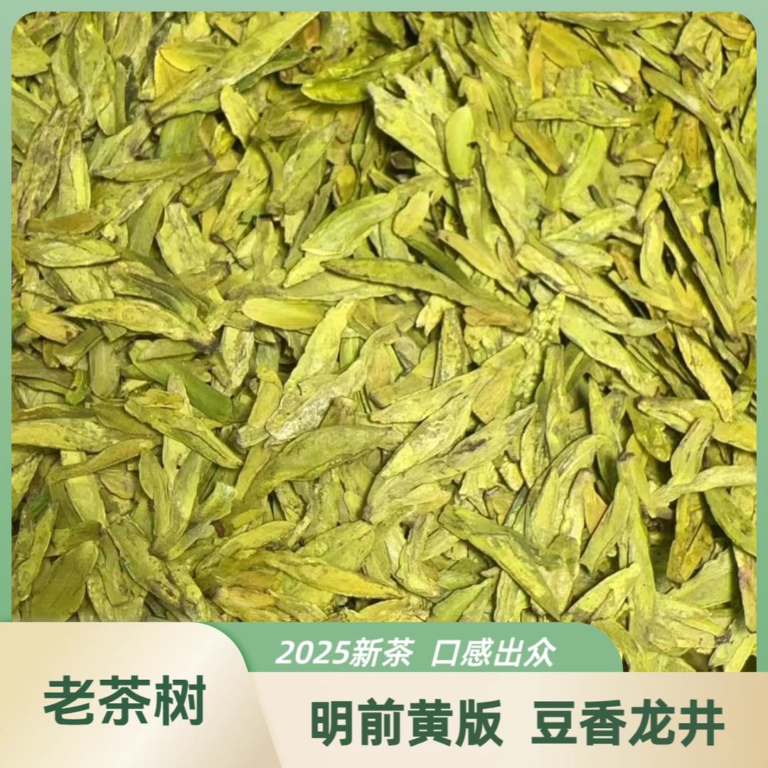【明前豆香龙井】新茶正宗浓香型鲜爽豆香好茶精选茶叶采摘L380