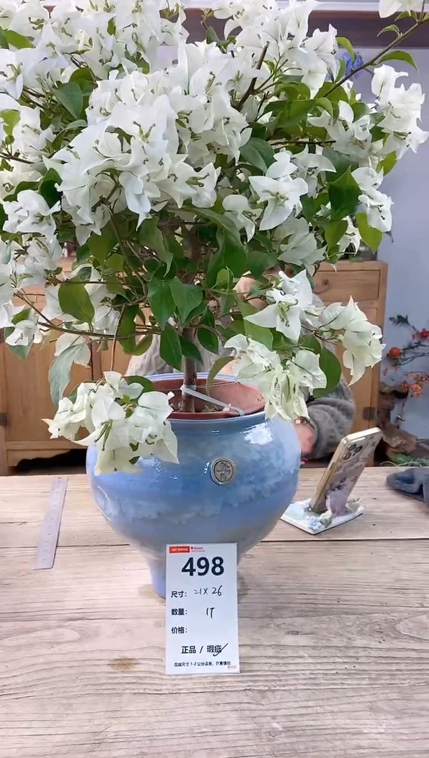 小玩子花盆直播编号498